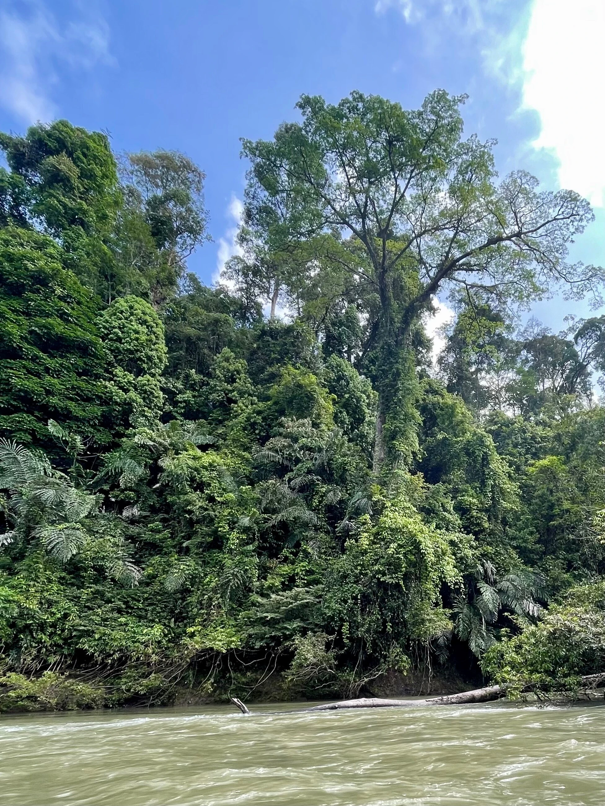 Brunei, lasy deszczowe Brunei, lasy deszczowe