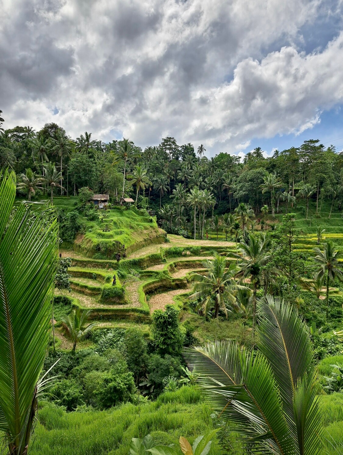Tarasy ryżowe. Tegallalang. Bali. Indonezja. Tarasy ryżowe Bali. Indonezja.
Tegallalang Rice Terrace.